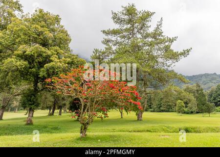 Paysage vert de Hamara, Bedugul, Gianyar, Bali, Indonésie. Banque D'Images