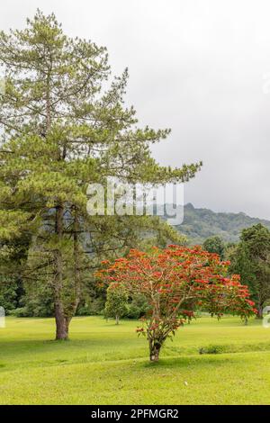 Paysage vert de Hamara, Bedugul, Gianyar, Bali, Indonésie. Banque D'Images