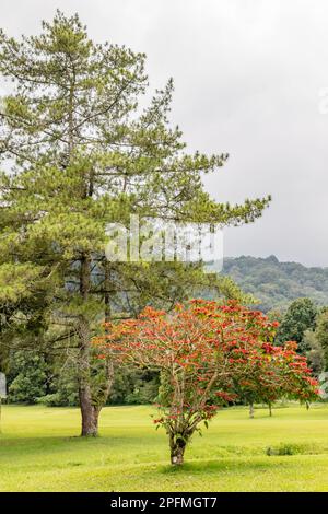 Paysage vert de Hamara, Bedugul, Gianyar, Bali, Indonésie. Banque D'Images