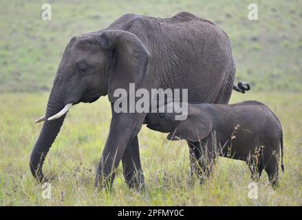 Une famille d'éléphants de Bush africains (Loxodonta africana) se promenant à travers l'épopée Masai Mara, Narok Kenya KE Banque D'Images