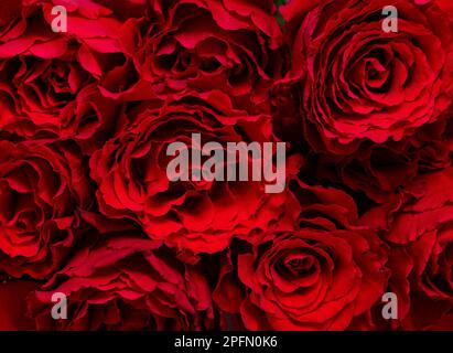 Bouquet de roses rouges foncé gros plan Banque D'Images