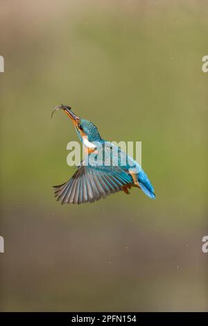 La commune de kingfisher Alcedo atthis, femelle adulte volant avec une épinoche à neuf épines Pungitius pungitius, proie dans le bec, Suffolk, Angleterre, mars Banque D'Images