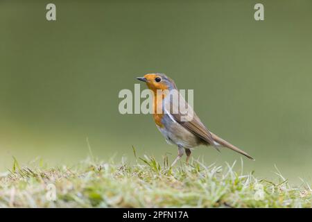 Robin erithacus rubecula, adulte debout sur l'herbe, Suffolk, Angleterre, mars Banque D'Images