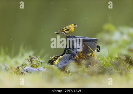 Carduelis spinus, mâle adulte perchée sur une ancienne botte, Suffolk, Angleterre, mars Banque D'Images