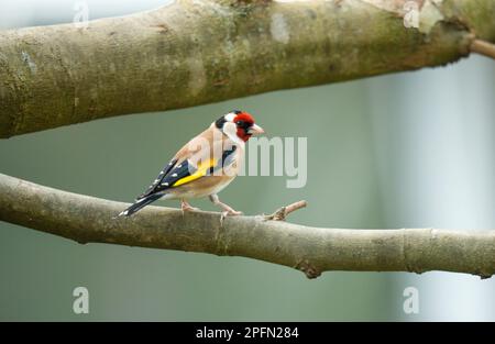 Palustre européen (Carduelis carduelis) perché sur une branche Banque D'Images