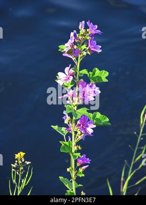 Une grande pointe de fleur, avec des fleurs violettes, de Malva skylvestris commun, contre l'eau bleu foncé de la Tamise, au Royaume-Uni Banque D'Images