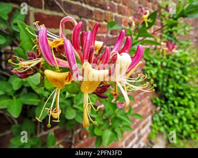 Les fleurs complexes de la vigne d'un chèvrefeuille perfolié, Lonicera caprifolium, couvrant un mur de jardin. Banque D'Images