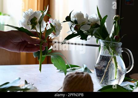 Fleuriste fait un bouquet.une femme fait un bouquet de pivoines, un bouquet de papier kraft., élagage de fleurs, stylite fait un bouquet Banque D'Images