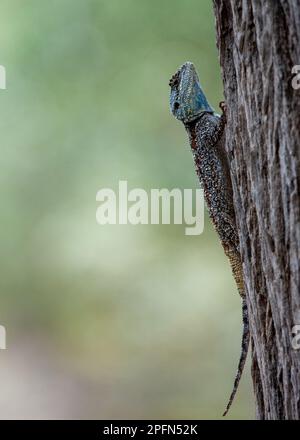 Tree Agama (Acanthocercus atricollis) Parc national de Marakele, Afrique du Sud Banque D'Images