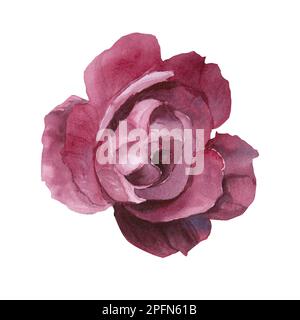 Illustration aquarelle de roses de pivoine magenta fleur isolée Banque D'Images