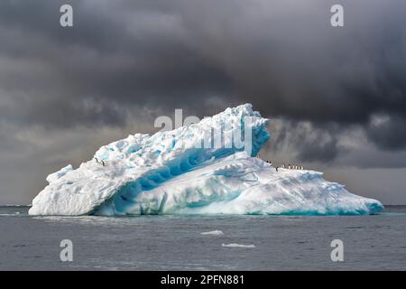 Géorgie du Sud, Adelie Penguins (Pygoscelis adeliae) Banque D'Images