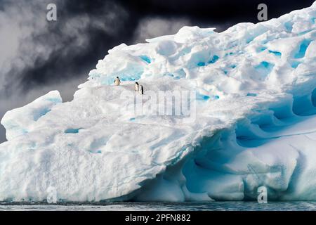 Géorgie du Sud, Adelie Penguins (Pygoscelis adeliae) Banque D'Images