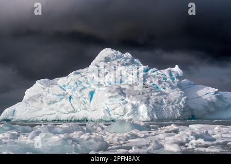 Géorgie du Sud, Adelie Penguins (Pygoscelis adeliae) Banque D'Images