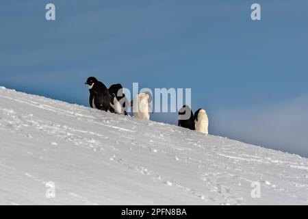 Péninsule antarctique, Adelie Penguins (Pygoscelis adeliae) Banque D'Images