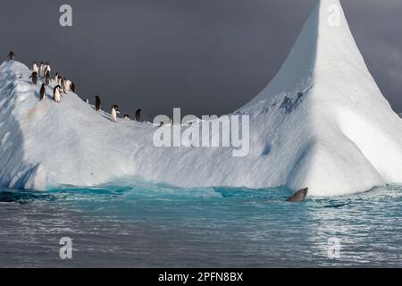 Péninsule antarctique, Adelie Penguins (Pygoscelis adeliae). Phoque à fourrure Antartique (Arctocephalus gazella) Banque D'Images