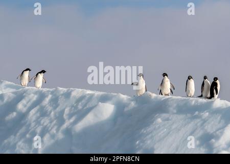 Péninsule antarctique, Adelie Penguins (Pygoscelis adeliae) Banque D'Images