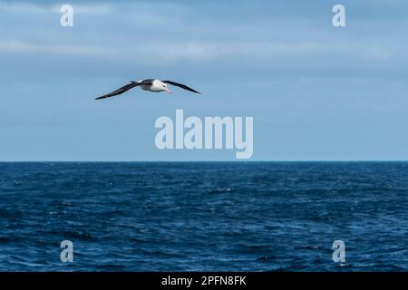 Géorgie du Sud. Albatros brun noir (Thalassarche melanophrys) Banque D'Images