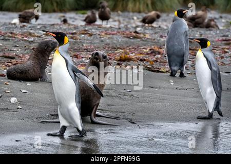 Géorgie du Sud, St. Andrews Bay. Phoques à fourrure de l'Antarctique (Arctocephalus gazella); pingouins du roi (Aptenodytes patagonicus) Banque D'Images