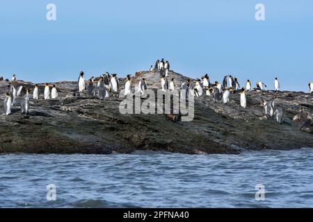 Géorgie du Sud, baie de Fortuna. Pingouins roi (Aptenodytes patagonicus) Banque D'Images