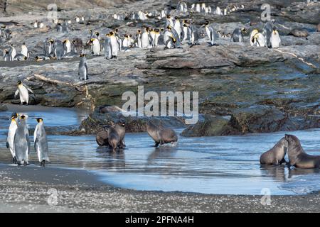 Géorgie du Sud, baie de Fortuna. Pingouins roi (Aptenodytes patagonicus); phoques à fourrure de l'Antarctique (Arctocephalus gazella) Banque D'Images