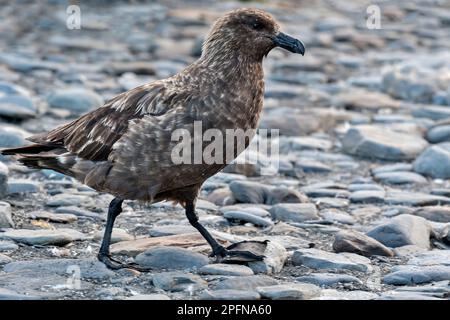 Géorgie du Sud, baie de Fortuna. Brun Skua (Antarctique de Catharacta) Banque D'Images