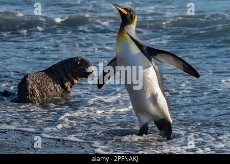Géorgie du Sud, baie de Fortuna. Grand pingouin (Aptenodytes patagonicus) ; phoque à fourrure Antartique (Arctocephalus gazella) Banque D'Images