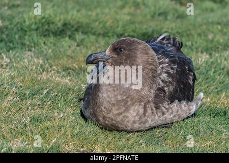 Géorgie du Sud, baie de Fortuna. Brun Skua (Antarctique de Catharacta) Banque D'Images