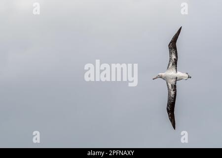 Géorgie du Sud. Albatros royal du Sud (Diomedea epomophora) Banque D'Images