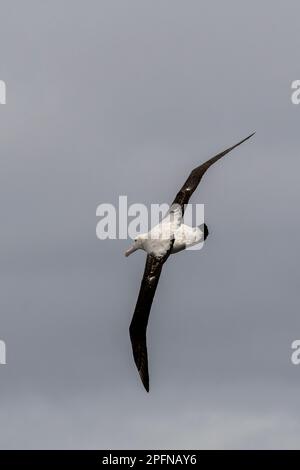 Géorgie du Sud. Albatros royal du Sud (Diomedea epomophora) Banque D'Images