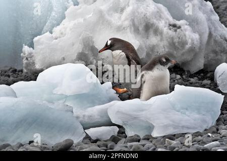 Péninsule antarctique, point du paver. Gentoo Penguins (Pygoscelis papouasie) Banque D'Images