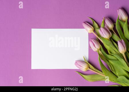 Tulipes violettes avec carte de notes vide sur fond violet assorti plan de dessus avec espace de copie Banque D'Images