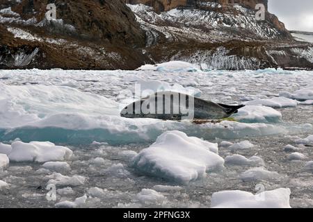 Péninsule Antarctique. Joint léopard (Hydrurga leptonyx) Banque D'Images