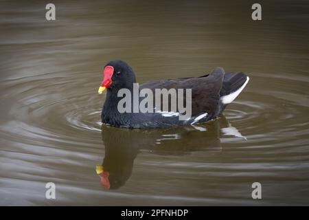 Moorhen avec un bec rouge et jaune dinstictif très semblable à un coot qui a un bec blanc Banque D'Images