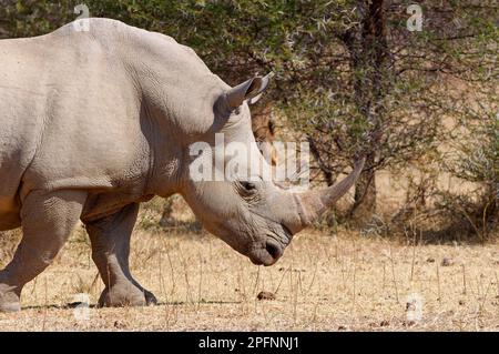 Rhinocéros blancs (Ceratotherium simum), adulte femelle marchant, parc national de Marakele, province de Limpopo, Afrique du Sud, Afrique Banque D'Images