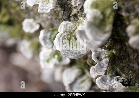 champignons (champignons) poussant sur une ancienne écorce d'arbre Banque D'Images