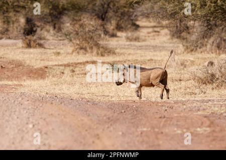 La chasse commune (Phacochoerus africanus), homme adulte traversant la route de terre, Parc national de Marakele, province de Limpopo, Afrique du Sud, Afrique Banque D'Images