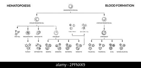 Diagramme d'hématopoïèse. Types de cellules sanguines humaines avec noms. Illustration de vecteur de microbiologie scientifique dans un style d'esquisse. les composants cellulaires du sang se forment Illustration de Vecteur