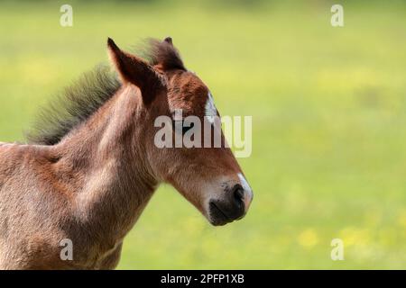 Mignon poulain brun New Forest poney avec front blanc, tête prise avec fond herbeux, face à droite Banque D'Images