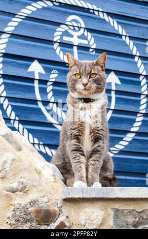 Un beau chat brun clair et couleur crème pose sur un mur en pierre, encadré d'une corde et d'un symbole d'ancre sur un mur peint en bleu. Banque D'Images