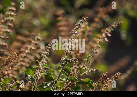 Saint-basilic inflorescence fermé. Mise au point sélective. Tulsi. Ocimum tenuiflorum. Banque D'Images