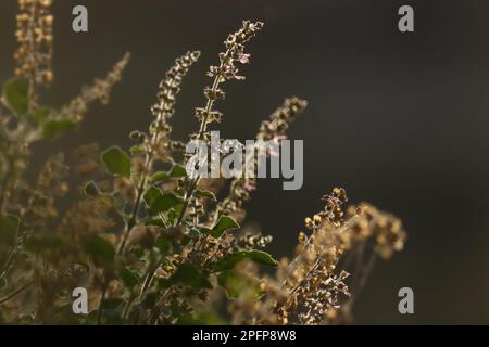 Saint-basilic inflorescence fermé. Mise au point sélective. Tulsi. Ocimum tenuiflorum. Banque D'Images