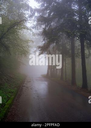 Route asphaltée humide dans le parc pluvieux. Photo verticale. Campagne Moody près de Meduno, Pordenone, Italie Banque D'Images