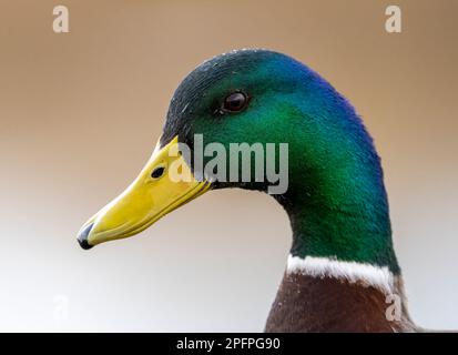 Un portrait d'un canard colvert mâle, (Anas platyrhynchos) Banque D'Images