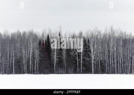 Forêt au-delà d'une ferme enneigée à Sax-Zim Bog, Minnesota, États-Unis Banque D'Images