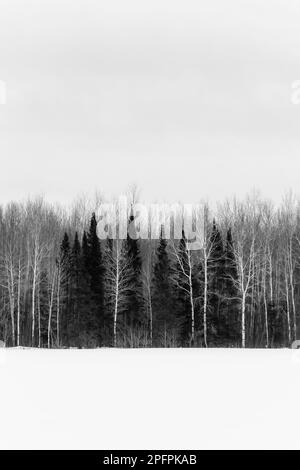Forêt au-delà d'une ferme enneigée à Sax-Zim Bog, Minnesota, États-Unis Banque D'Images