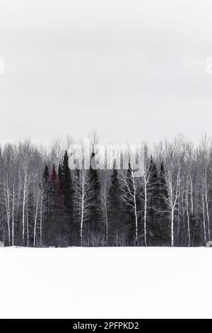 Forêt au-delà d'une ferme enneigée à Sax-Zim Bog, Minnesota, États-Unis Banque D'Images