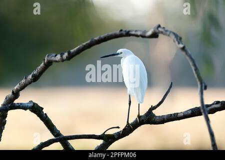 Petite aigrette (Egretta garzetta) perchée sur un arbre, Royaume-Uni. Banque D'Images