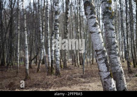 Hiver Forêt de bouleau en Europe basse neige Banque D'Images