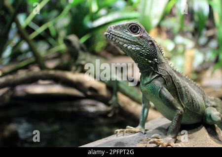 Gros plan sur l'Asian Water Dragon (Physignathus cocincinus) Banque D'Images