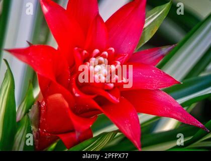 Guzmania lingulata plantt Calgary Zoo Alberta Banque D'Images